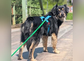 Willi - ist sehr freundlich,anhänglich&aufgeschlossen