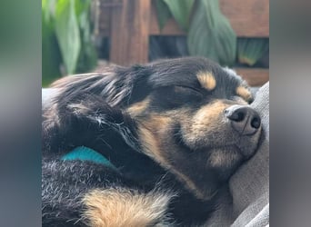 Willi - ist sehr freundlich,anhänglich&aufgeschlossen