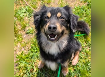 Willi - ist sehr freundlich,anhänglich&aufgeschlossen