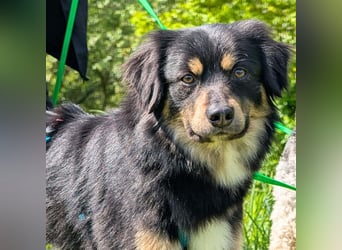 Willi - ist sehr freundlich,anhänglich&aufgeschlossen