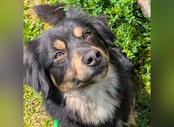 Willi - ist sehr freundlich,anhänglich&aufgeschlossen