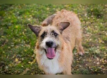 Salü: Hundekind sucht ein Zuhause