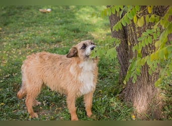 Salü: Hundekind sucht ein Zuhause