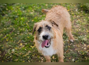 Salü: Hundekind sucht ein Zuhause