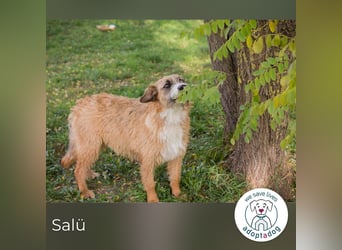 Salü: Hundekind sucht ein Zuhause