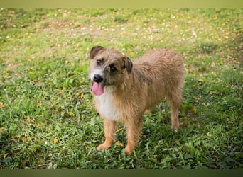 Salü: Hundekind sucht ein Zuhause