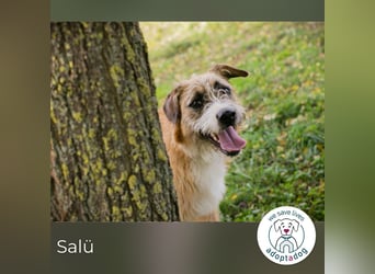 Salü: Hundekind sucht ein Zuhause