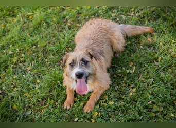 Salü: Hundekind sucht ein Zuhause