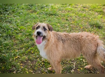 Salü: Hundekind sucht ein Zuhause