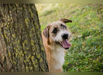 Salü: Hundekind sucht ein Zuhause