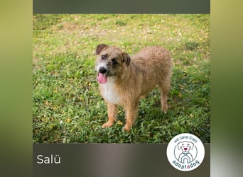 Salü: Hundekind sucht ein Zuhause