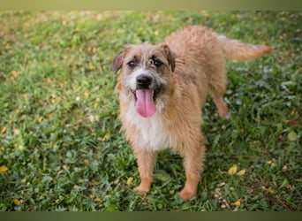 Salü: Hundekind sucht ein Zuhause