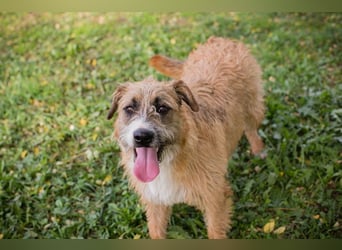 Salü: Hundekind sucht ein Zuhause