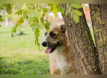 Salü: Hundekind sucht ein Zuhause