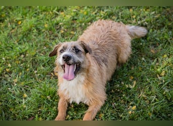 Salü: Hundekind sucht ein Zuhause