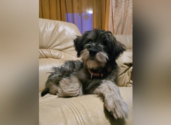 Sally ❤️megabezauberndes, bildschönes Terrier Mix Baby