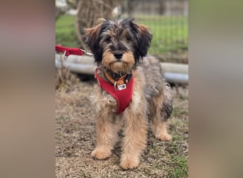 Sally ❤️megabezauberndes, bildschönes Terrier Mix Baby