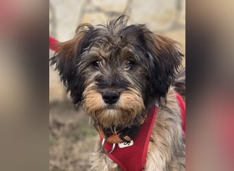 Sally ❤️megabezauberndes, bildschönes Terrier Mix Baby