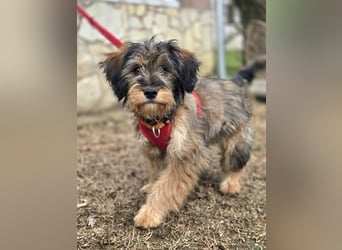 Sally ❤️megabezauberndes, bildschönes Terrier Mix Baby