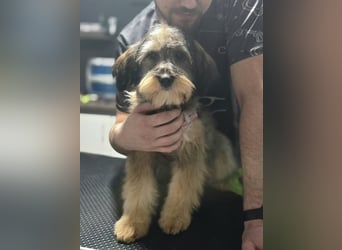 Sally ❤️megabezauberndes, bildschönes Terrier Mix Baby