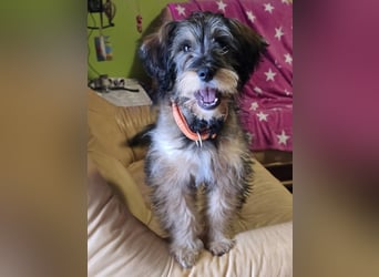 Sally ❤️megabezauberndes, bildschönes Terrier Mix Baby