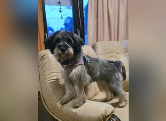 Sally ❤️megabezauberndes, bildschönes Terrier Mix Baby