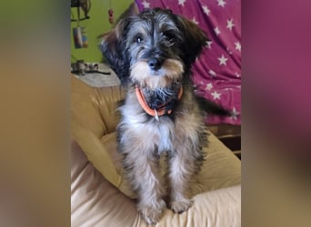 Sally ❤️megabezauberndes, bildschönes Terrier Mix Baby