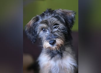 Sally ❤️megabezauberndes, bildschönes Terrier Mix Baby