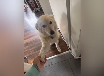 Herzenshund Pablo sucht liebevolles Zuhause