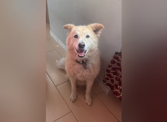 Herzenshund Pablo sucht liebevolles Zuhause