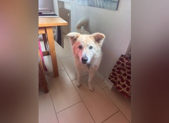Herzenshund Pablo sucht liebevolles Zuhause