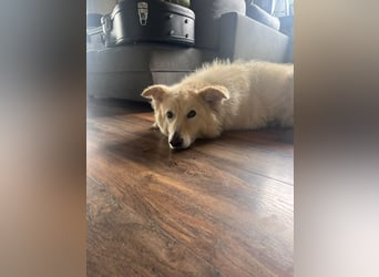 Herzenshund Pablo sucht liebevolles Zuhause