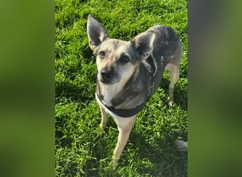 Amy - wenn Geduld und Liebe ein Zuhause finden