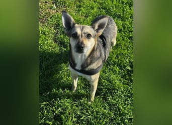 Amy - wenn Geduld und Liebe ein Zuhause finden