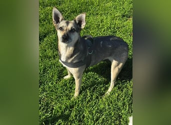 Amy - wenn Geduld und Liebe ein Zuhause finden