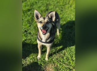 Amy - wenn Geduld und Liebe ein Zuhause finden