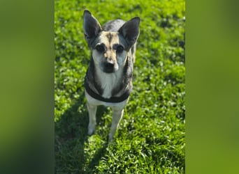 Amy - wenn Geduld und Liebe ein Zuhause finden