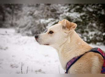 Snowy - genießt die Nähe ihrer Menschen