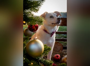 Snowy - klug&sensibel