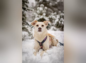 Snowy - genießt die Nähe ihrer Menschen