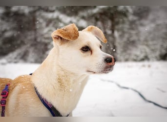 Snowy - genießt die Nähe ihrer Menschen