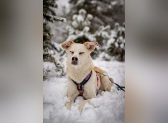 Snowy - genießt die Nähe ihrer Menschen