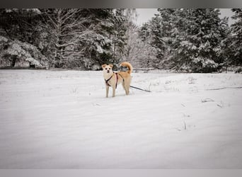 Snowy - genießt die Nähe ihrer Menschen