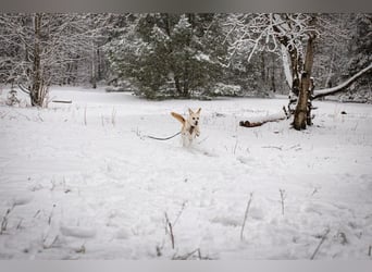 Snowy - genießt die Nähe ihrer Menschen