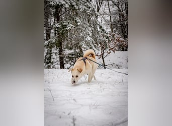 Snowy - genießt die Nähe ihrer Menschen