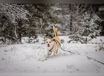 Snowy - genießt die Nähe ihrer Menschen