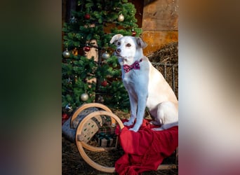 Snowy - klug&sensibel