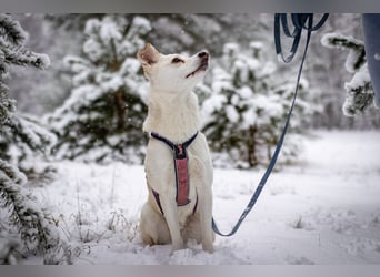 Snowy - genießt die Nähe ihrer Menschen