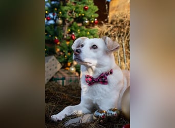 Snowy - klug&sensibel