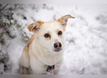 Snowy - genießt die Nähe ihrer Menschen